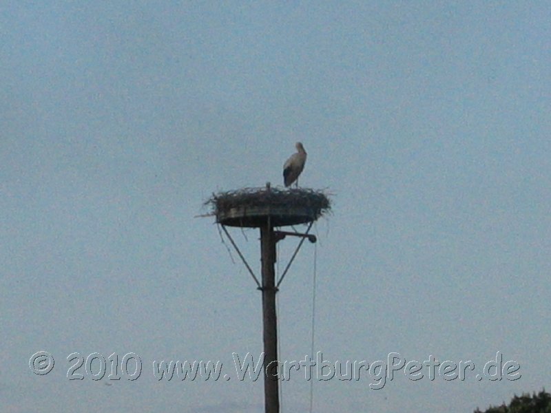 neureetz_2010_wartburg_img_4315.jpg