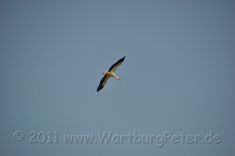 neureetz_2011_wartburg_dsc_1145.jpg